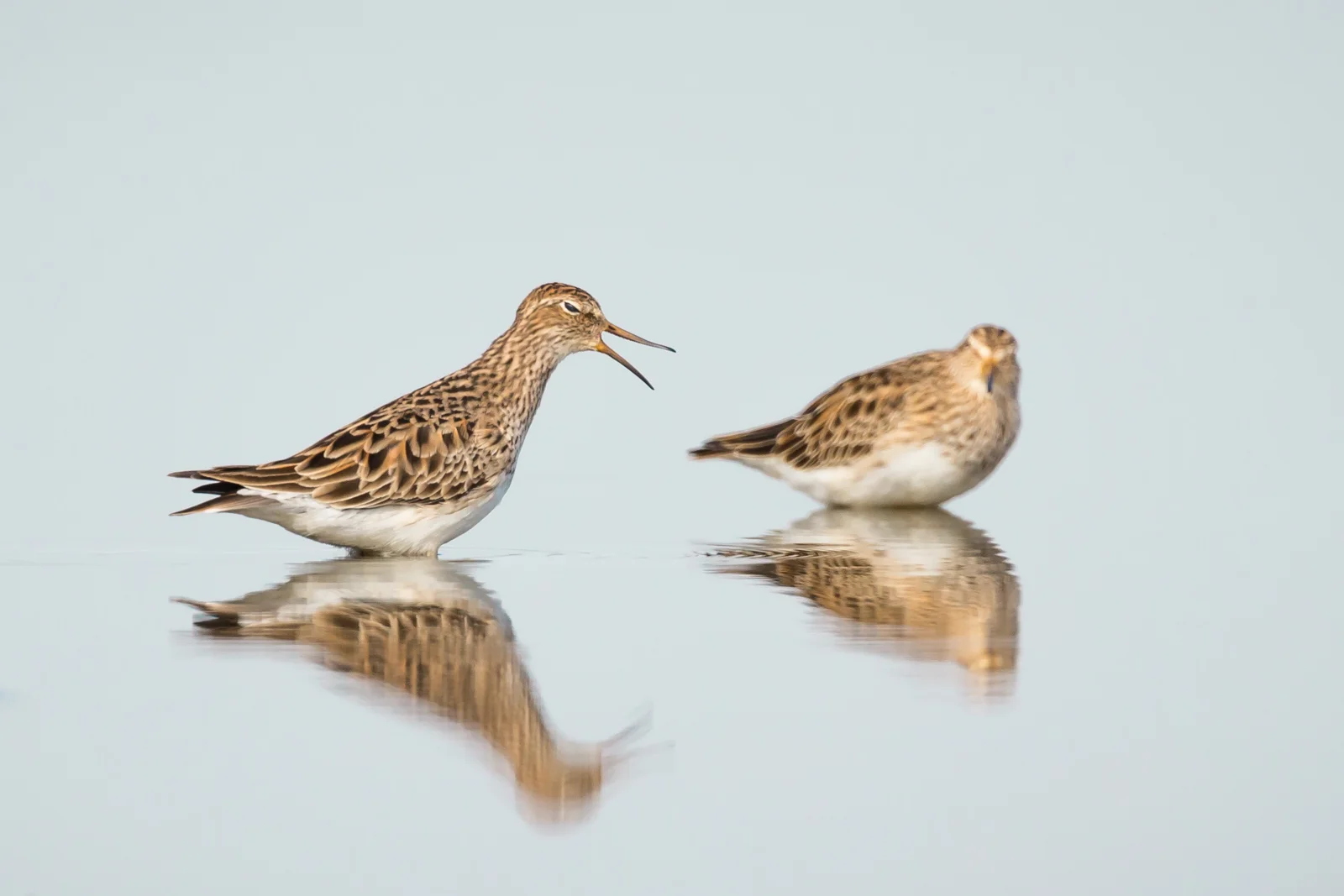 Pectoral Sandpiper_David Stowe-8984.jpg