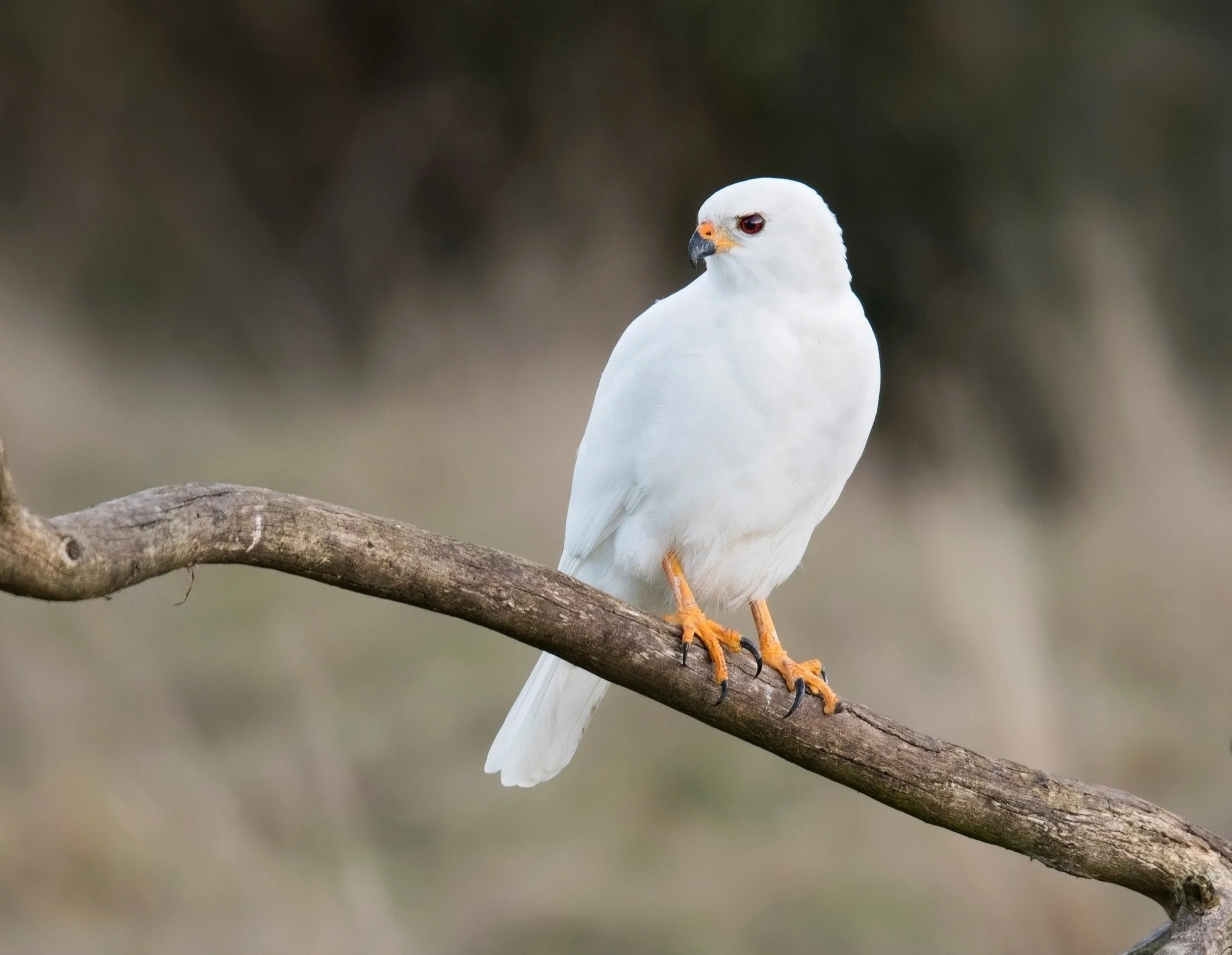 Grey Goshawk.jpg