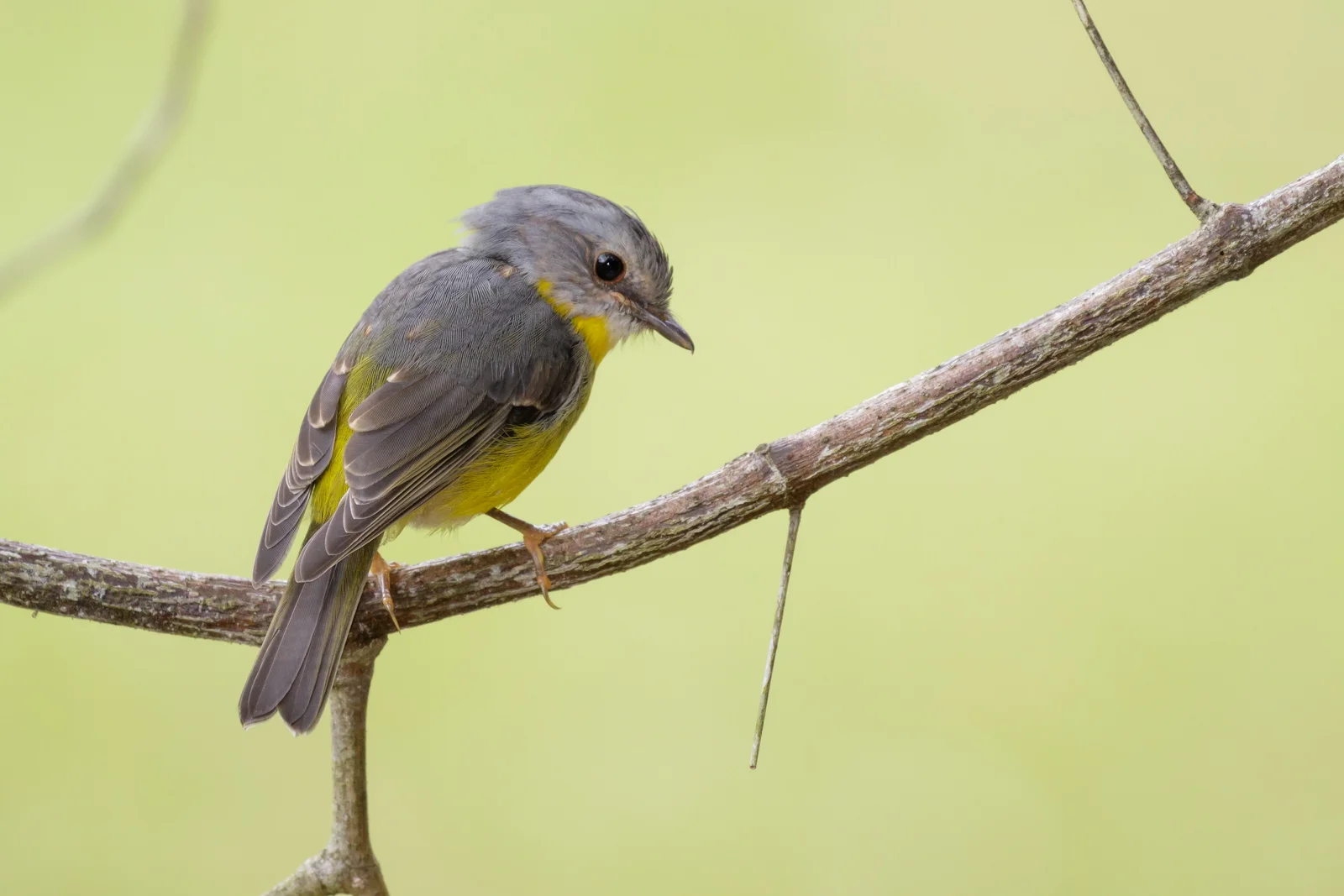 Eastern Yellow Robin_David Stowe-6289.jpg