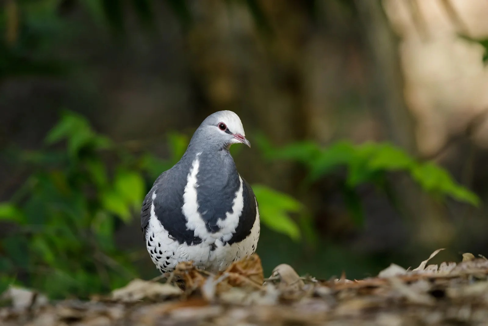 Bar-shouldered Dove_David Stowe-1894.jpg
