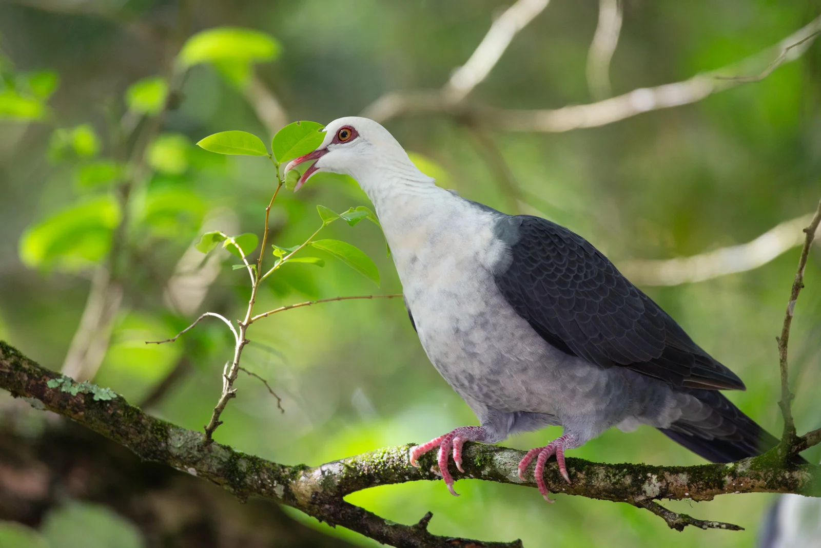White-headed Pigeon_David Stowe-8371.jpg