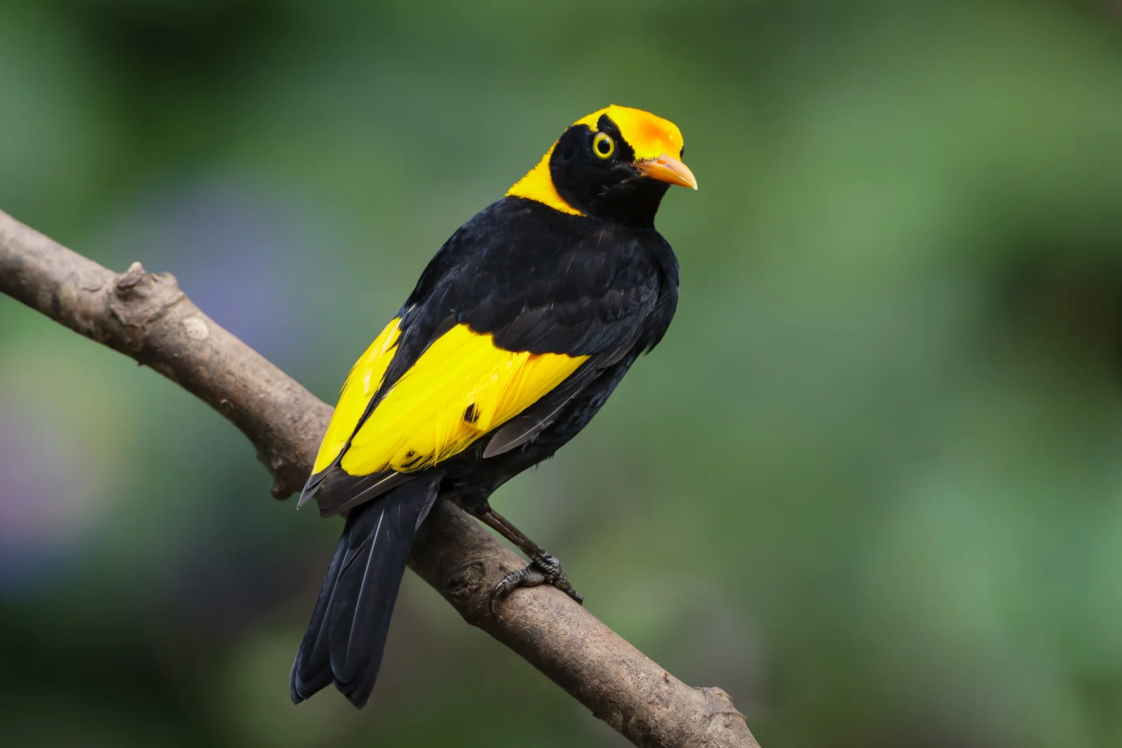 Regent Bowerbird_David Stowe-2-2.jpg