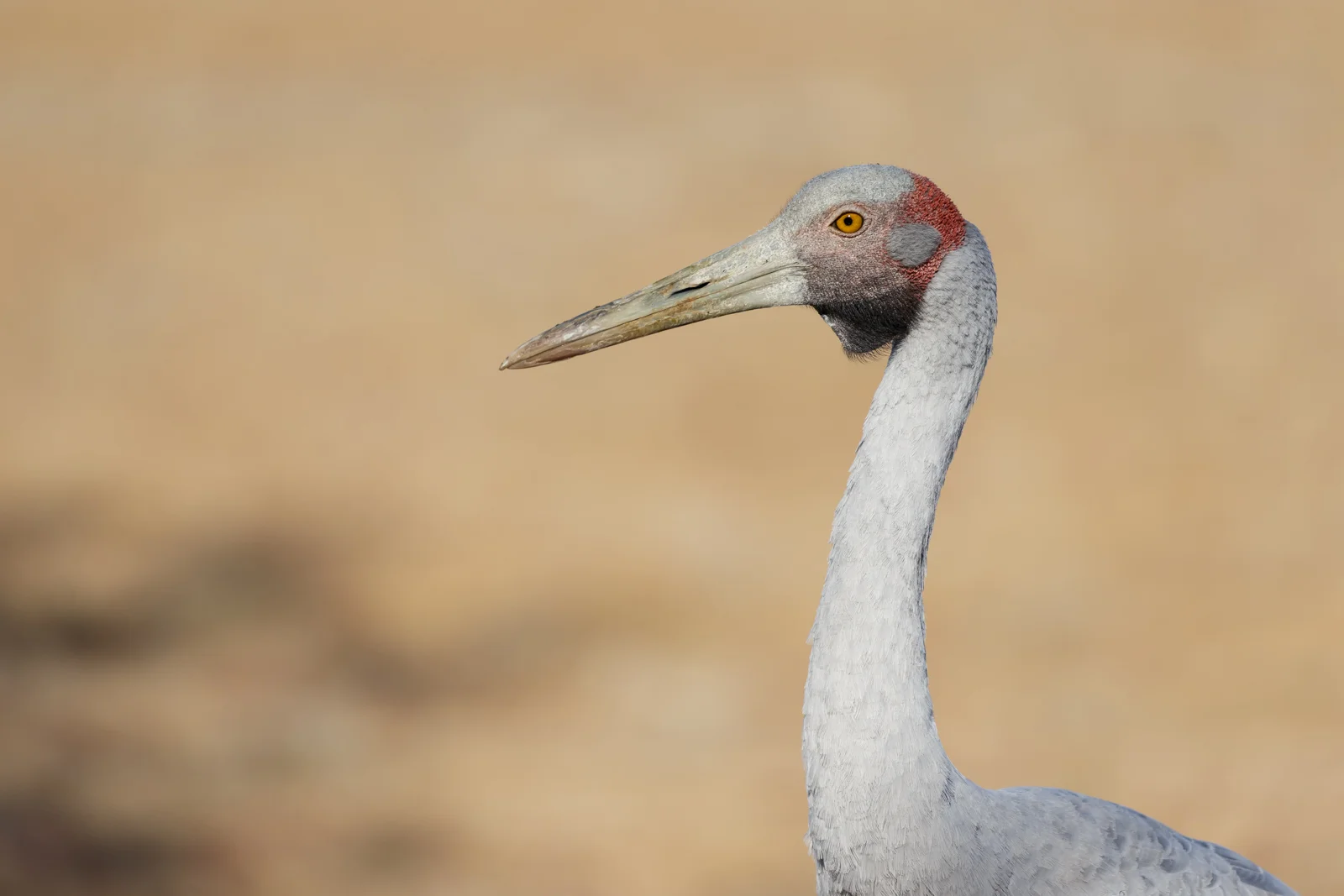 Brolga_David Stowe-9128.jpg