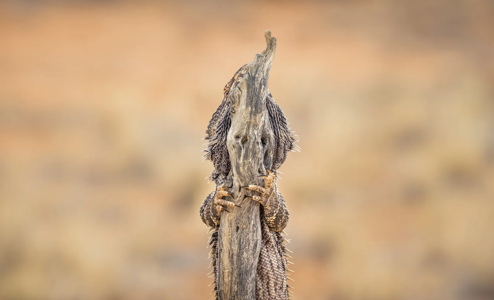 Bearded Dragon_David Stowe-.jpg