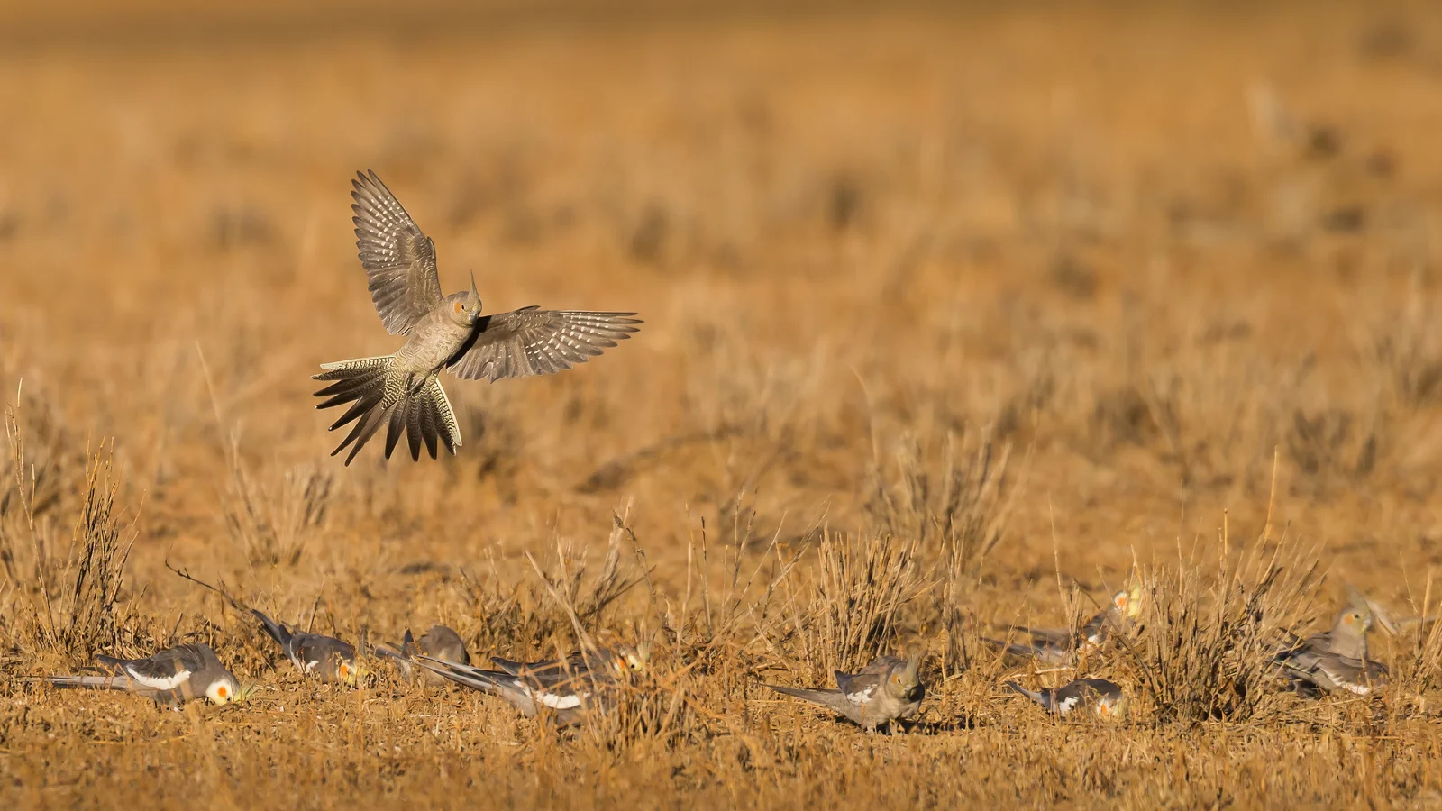Cockatiel_David Stowe-.jpg