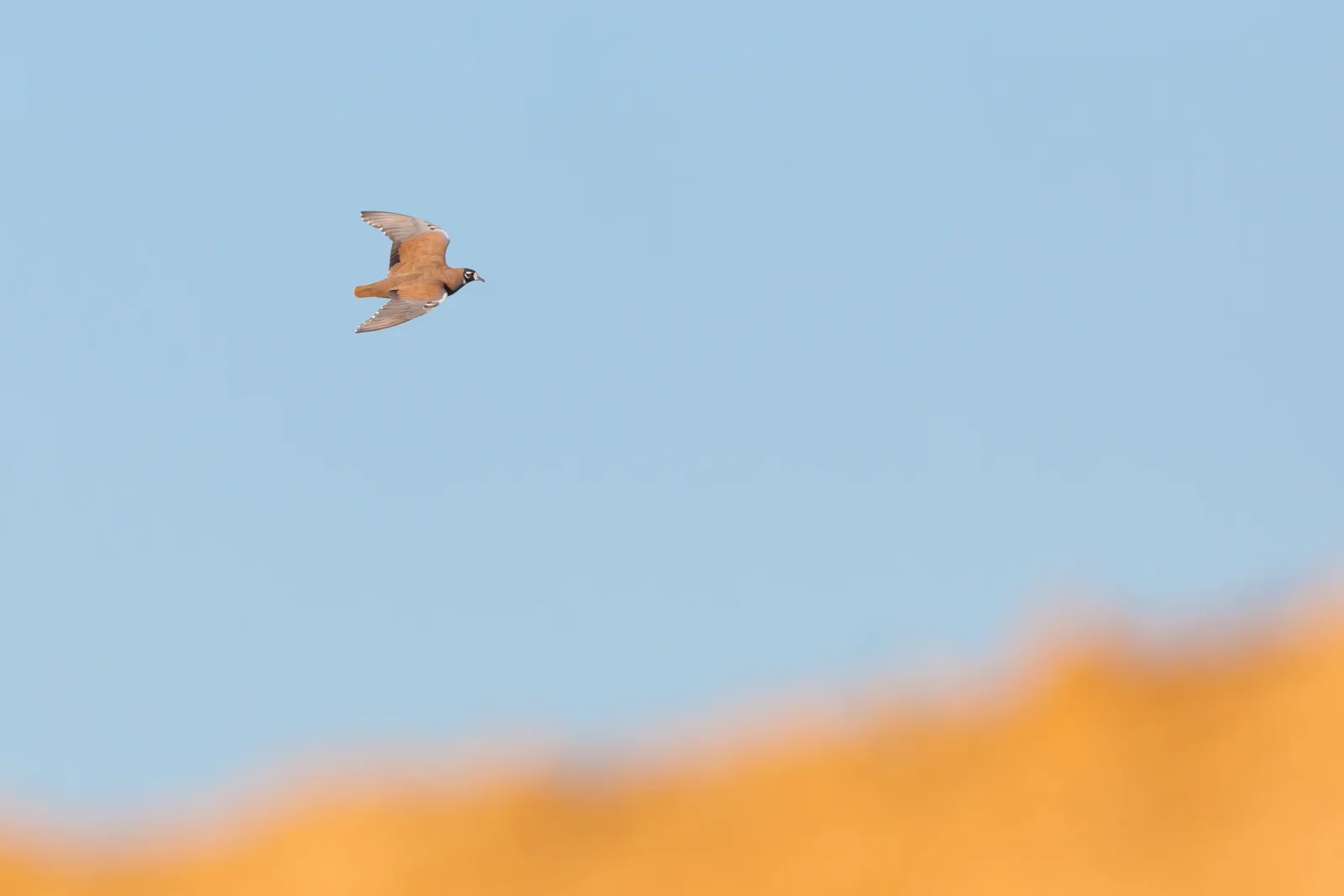 Flock Bronzewing_David Stowe-2041.jpg