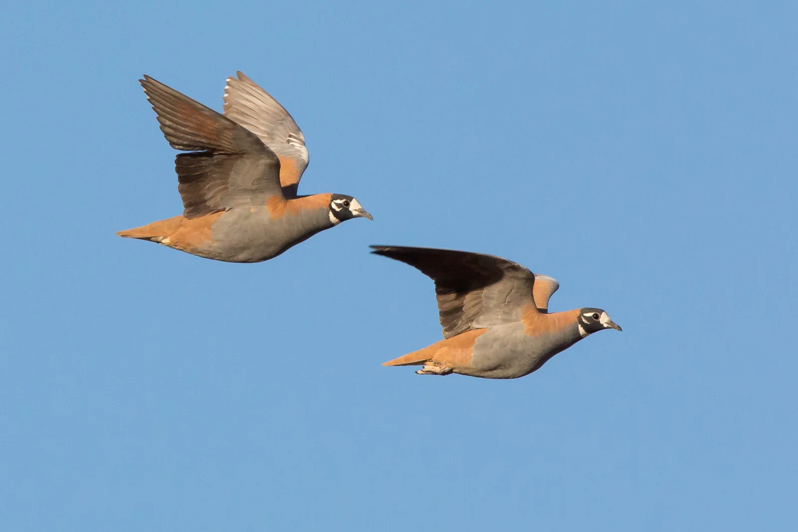 Flock Bronzewing_David Stowe-2095.jpg