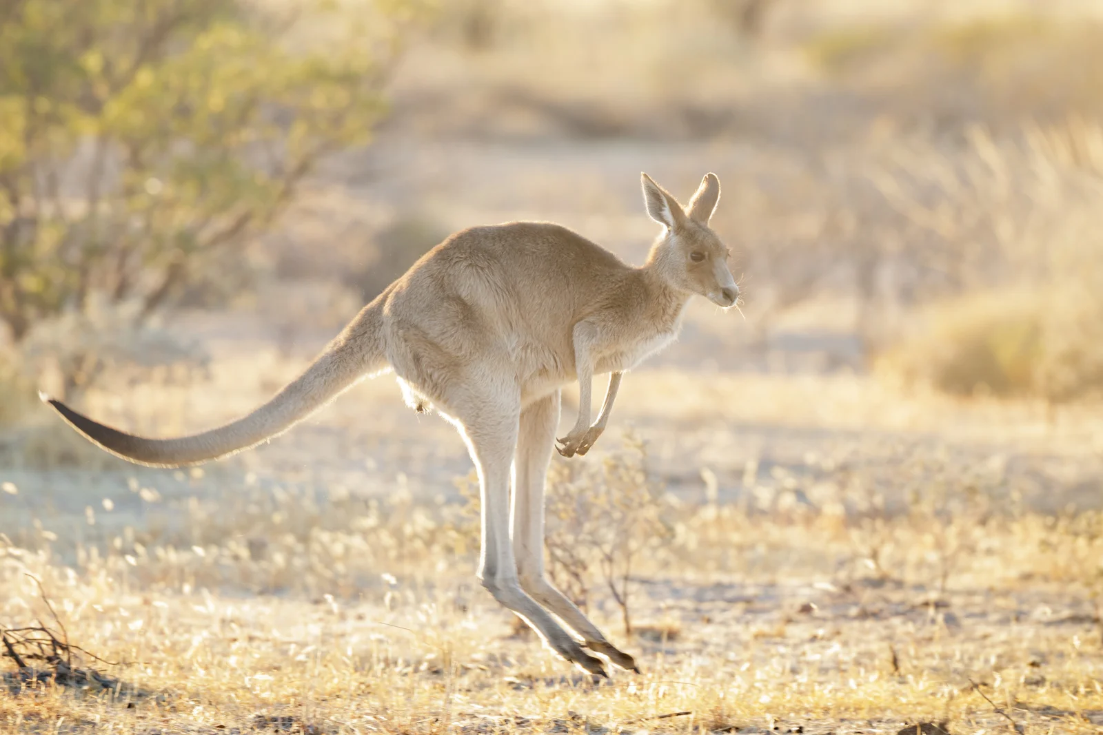 Grey Kangaroo_-7760.jpg