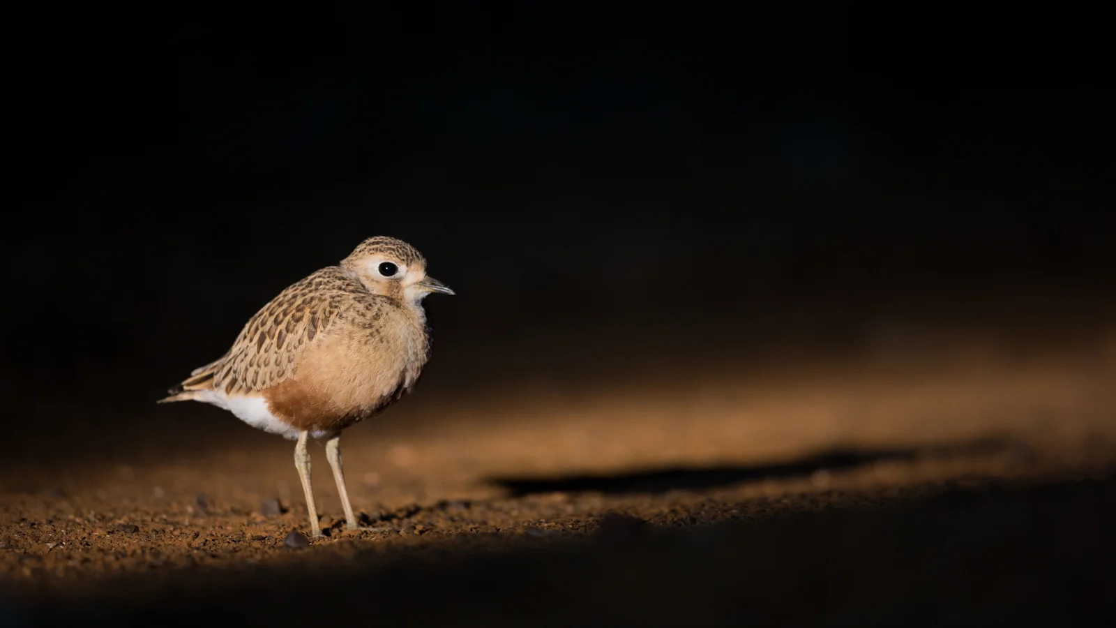 Inland Dotterel_David Stowe-2485.jpg