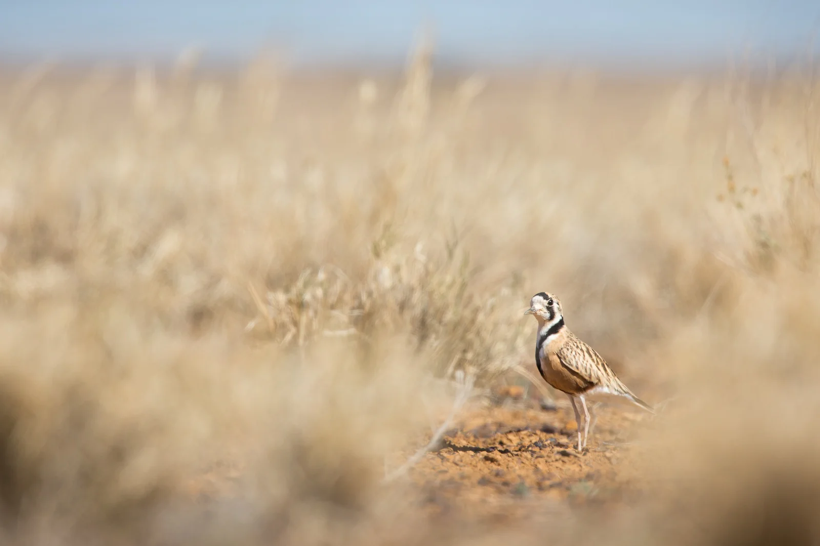 Inland Dotterell_David Stowe-.jpg