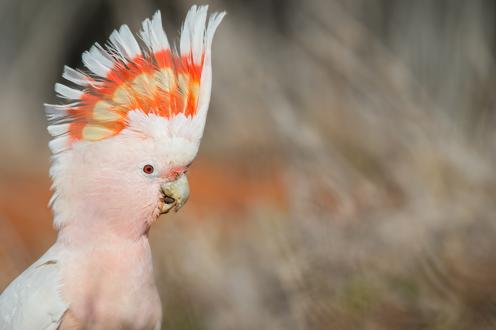 Major Mitchell_David Stowe-9592.jpg