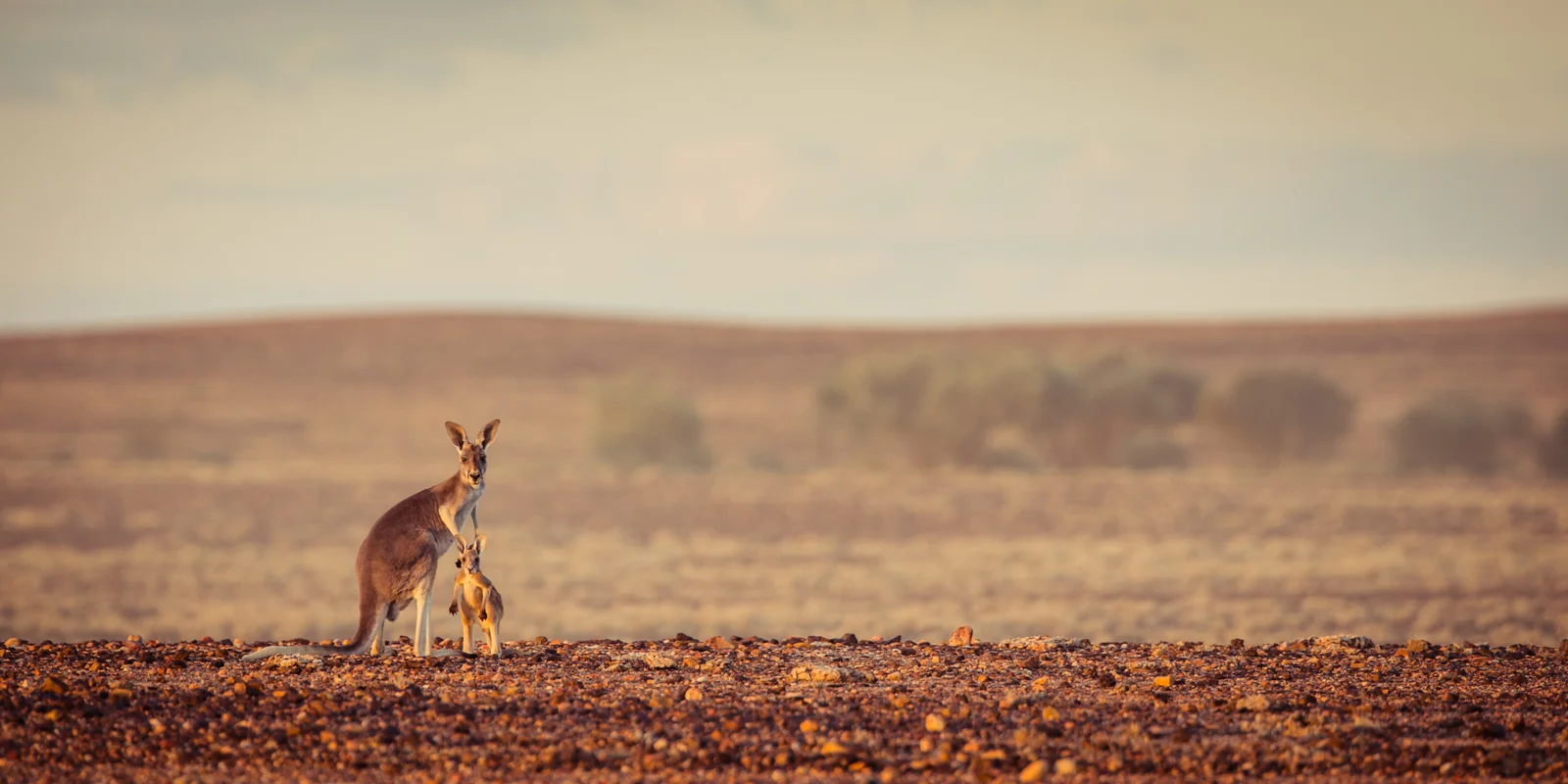 Red Kangaroo ©David Stowe-0480.jpg