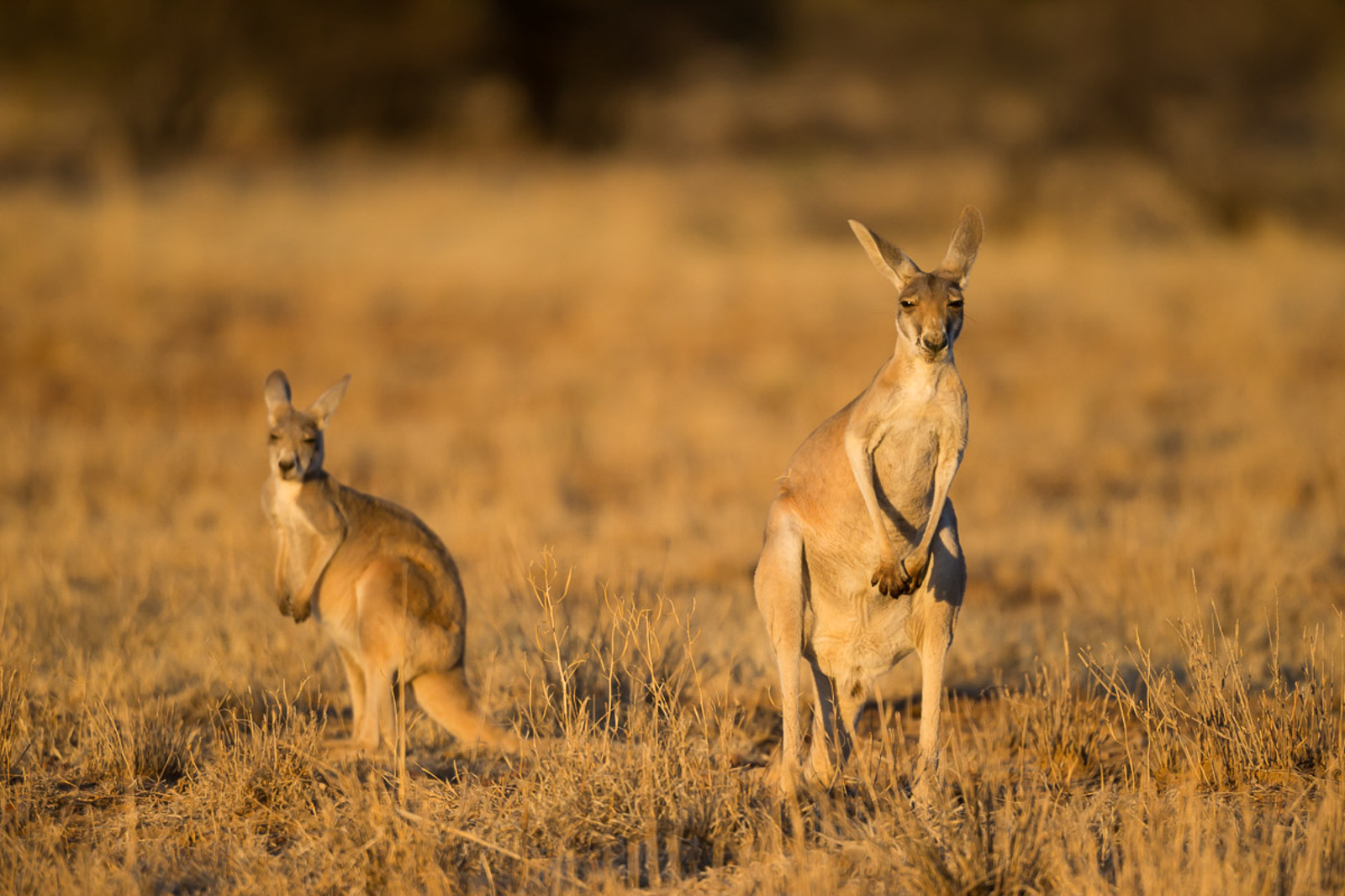 Red Kangaroo_David Stowe-7476.jpg