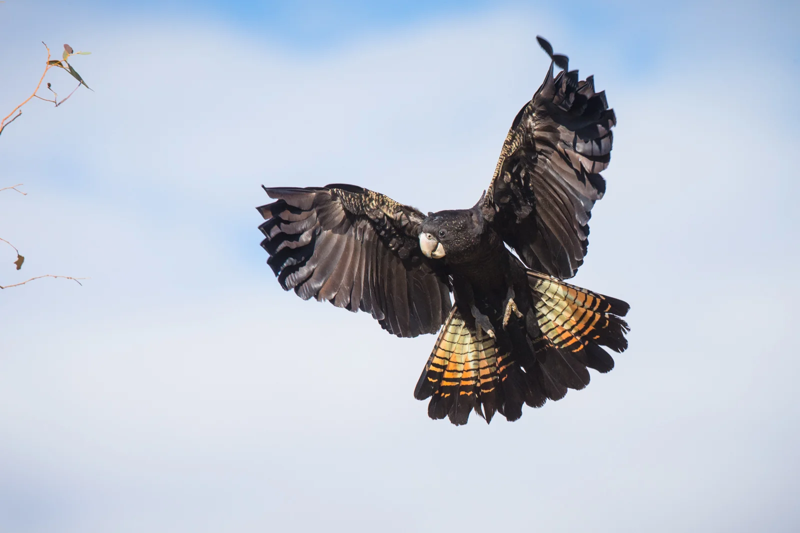 RTBC ©David Stowe-0780.jpg