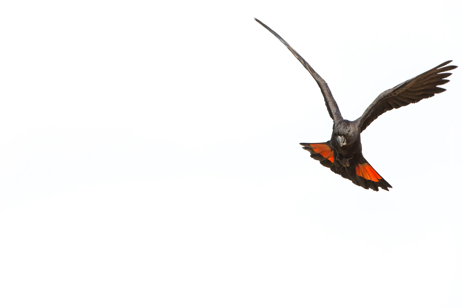 RTBC ©David Stowe-0907-Edit.jpg