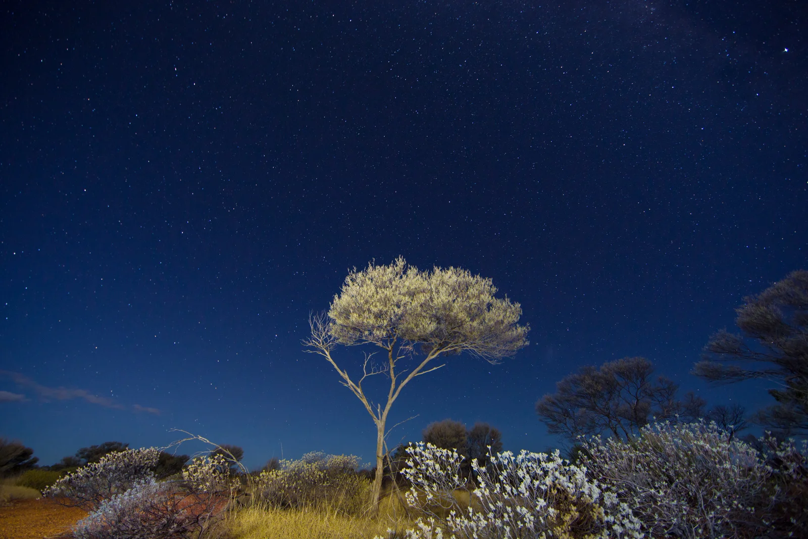 Spinifex_Stars_Tree ©David Stowe-0249.jpg
