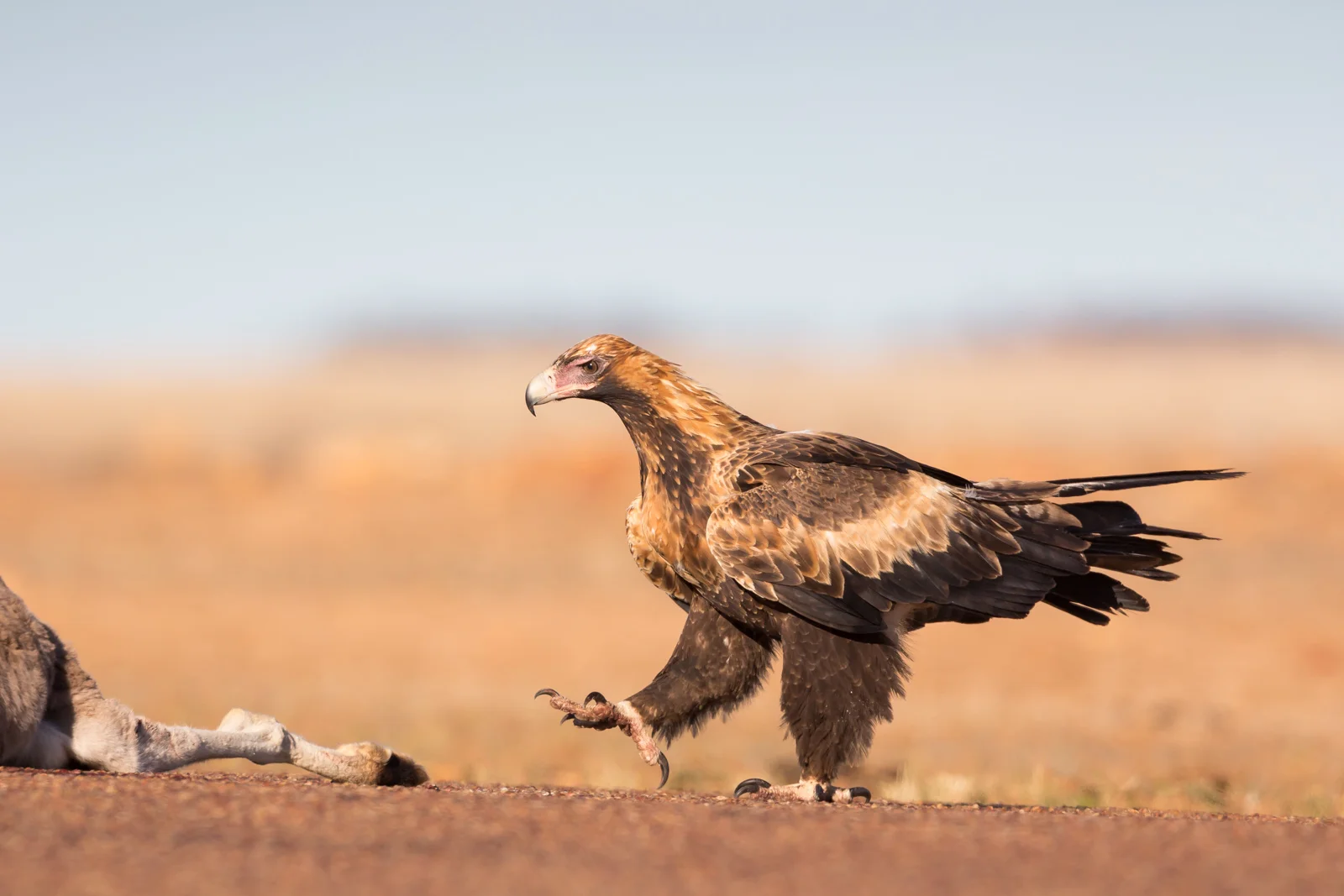 Wedge-tailed Eagle_David Stowe-3330.jpg