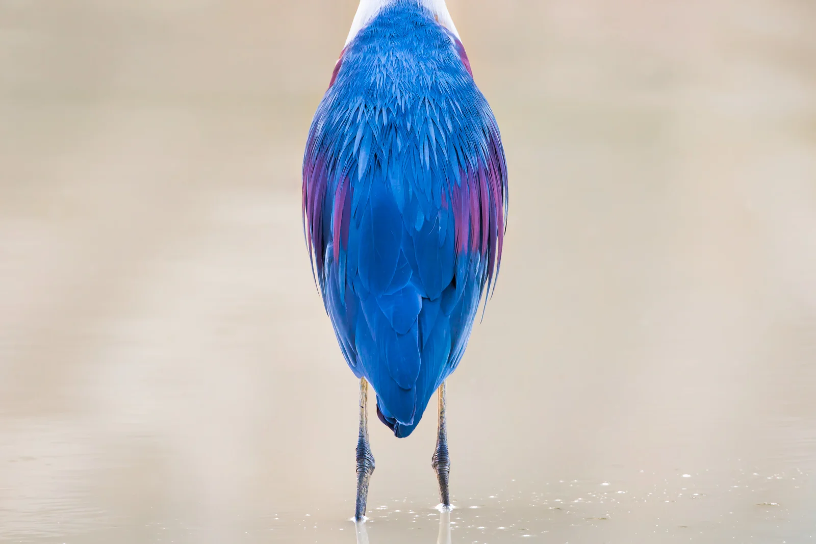 White-necked Heron_David Stowe-.jpg