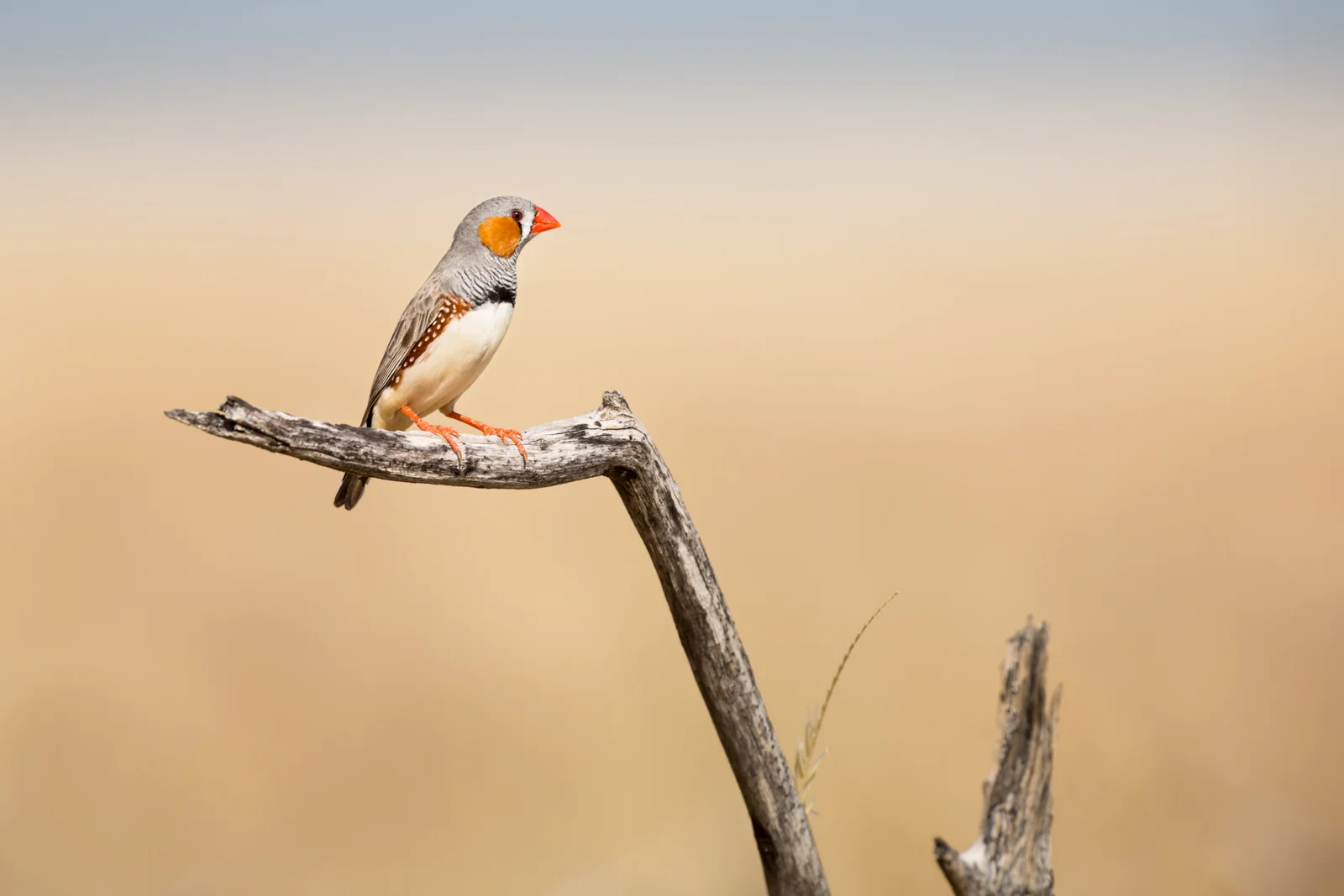 Zebra Finch_David Stowe-0811.jpg