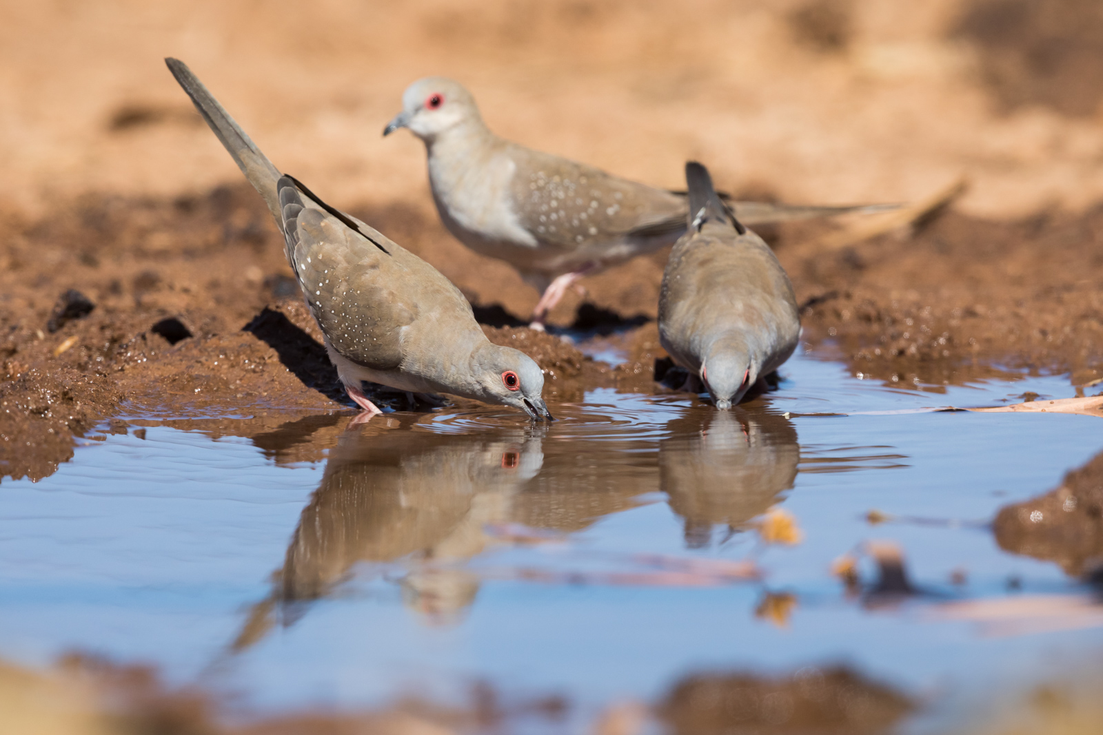 Diamond Dove_David Stowe-0897.jpg