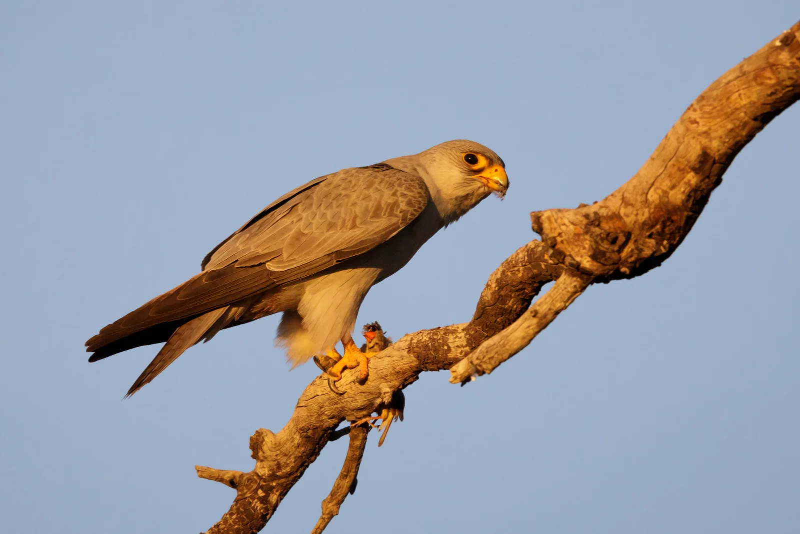 Grey Falcon_David Stowe-0008.jpg