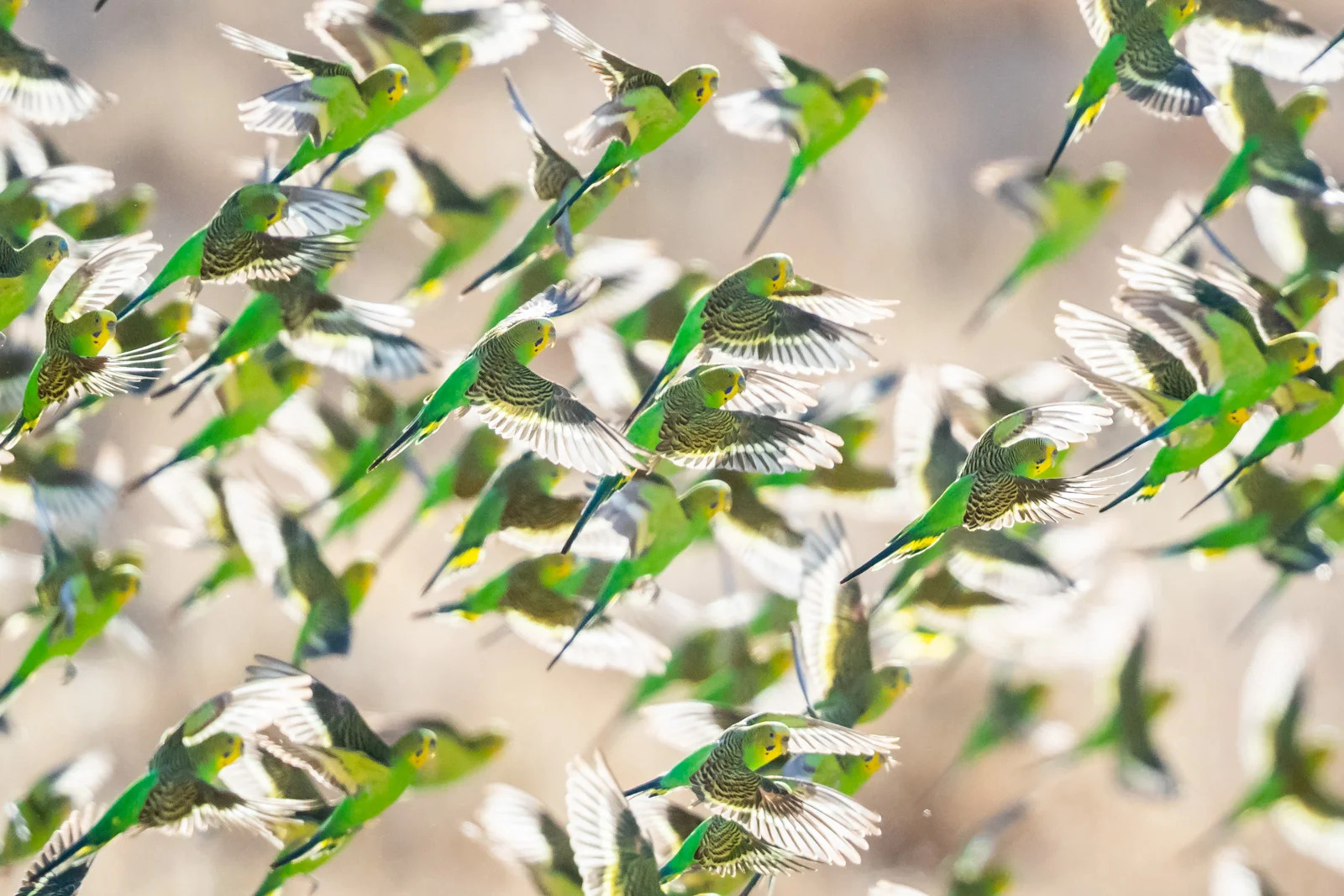 Budgies_David Stowe-9515.jpg