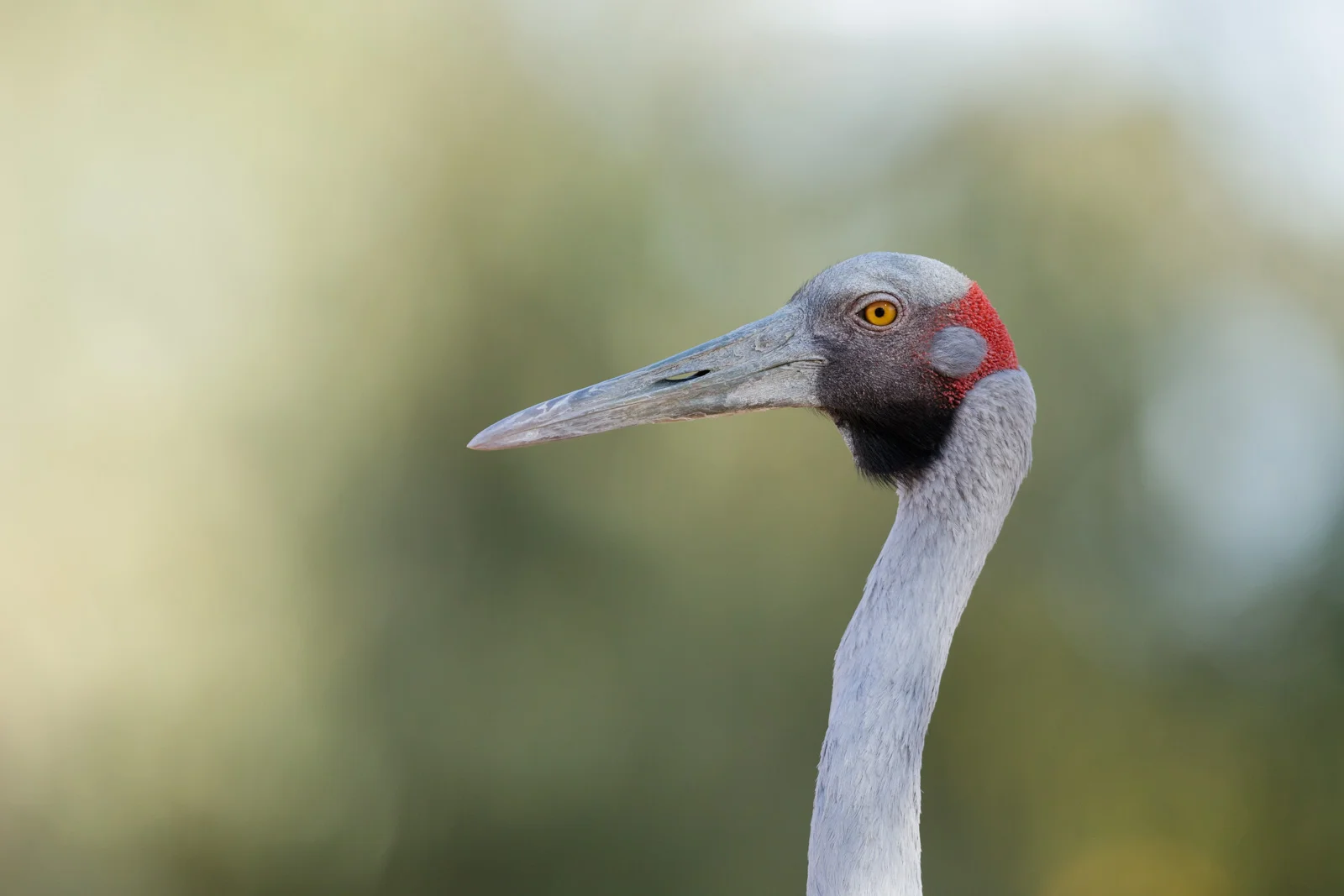 Brolga_David Stowe-9416.jpg