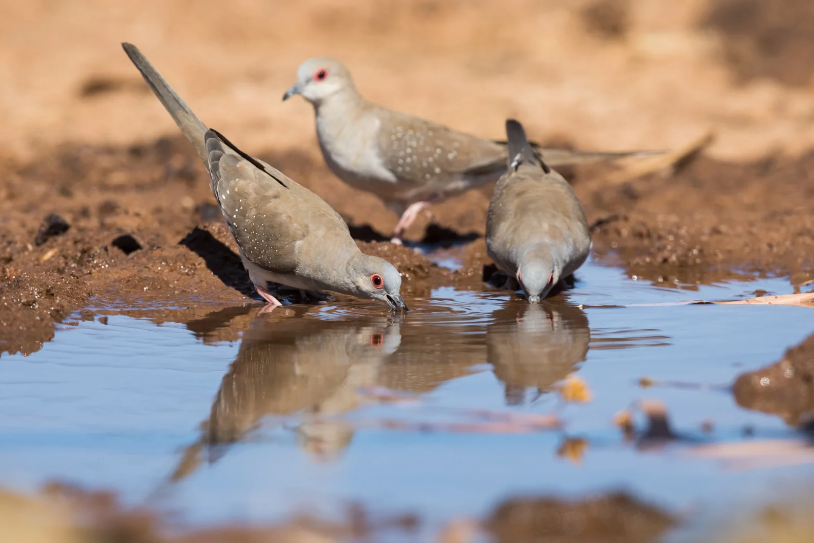 Diamond Dove_David Stowe-0897.jpg