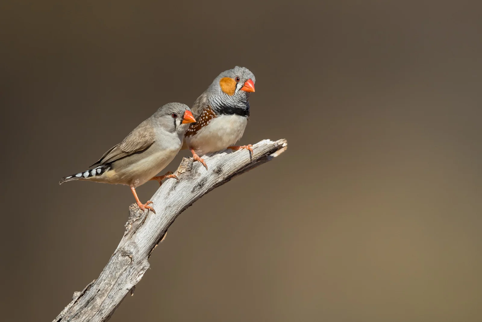Zebra Finch_David Stowe-0039.jpg