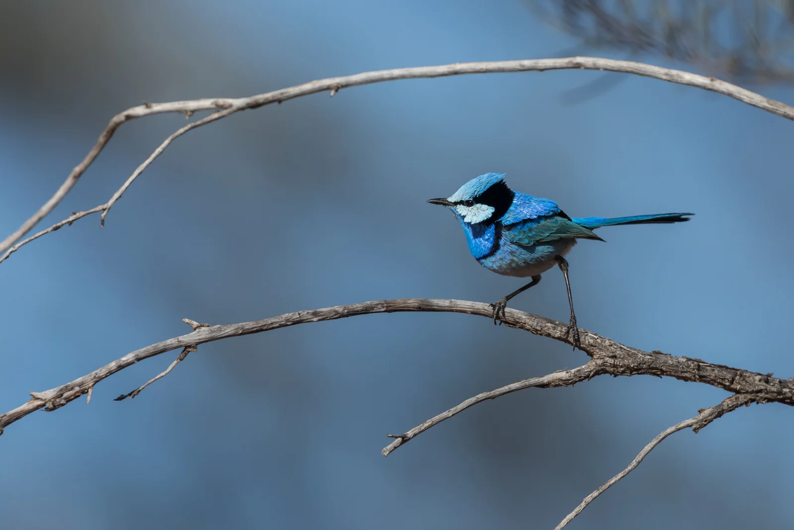 Splendid Fairy-wren_David Stowe-0531.jpg