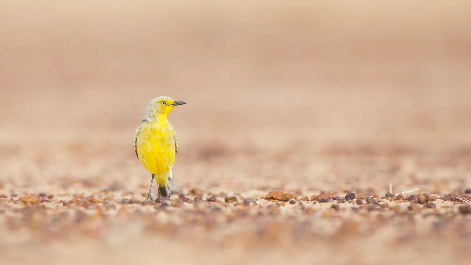 Gibberbird_David Stowe-0657.jpg