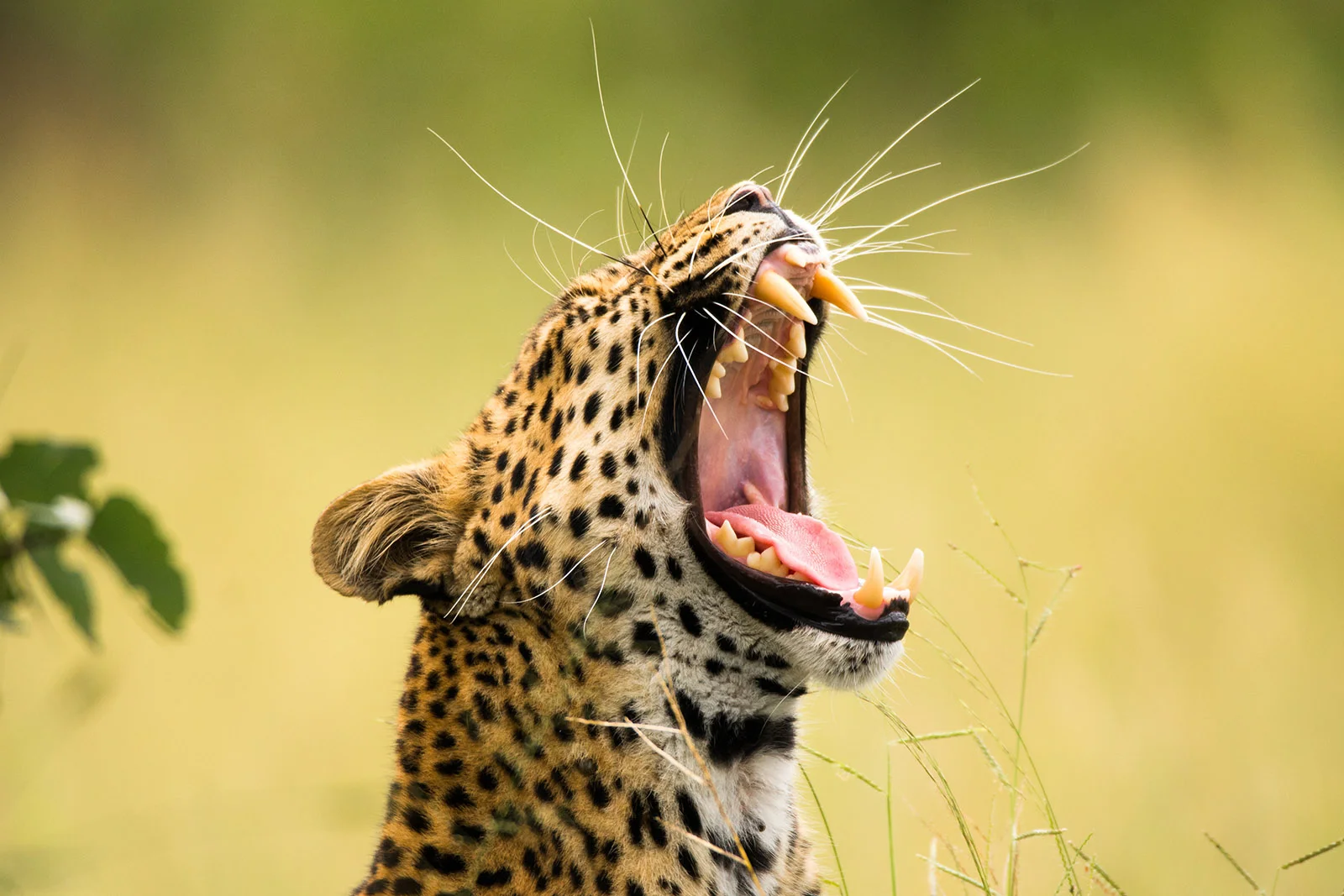 Leopard_Frank Steenhuisen_032.jpg