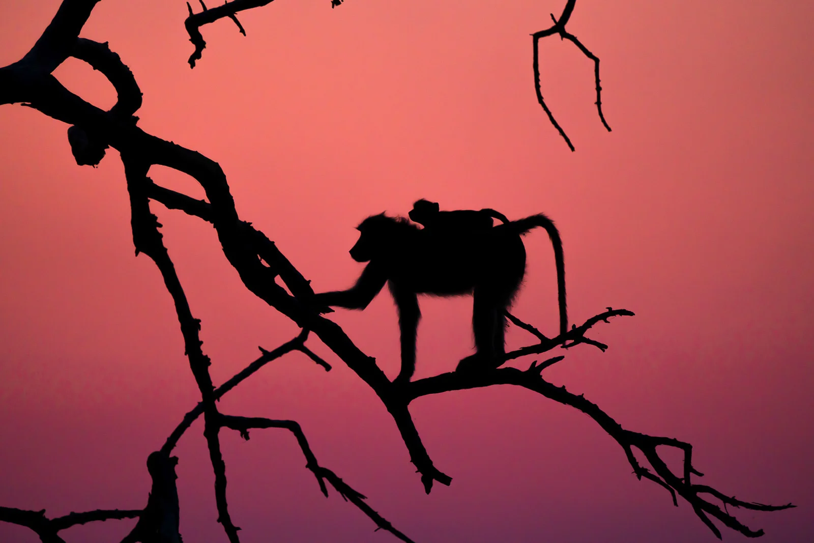 Baboon-014-2.jpg