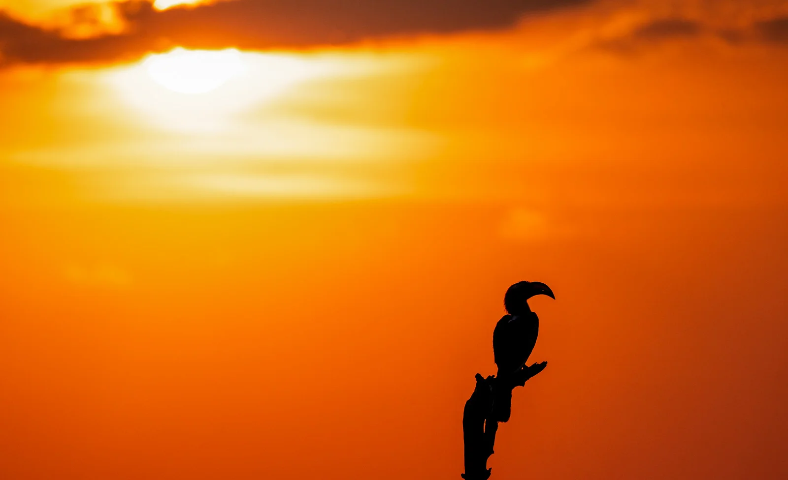 Hornbill-012.jpg