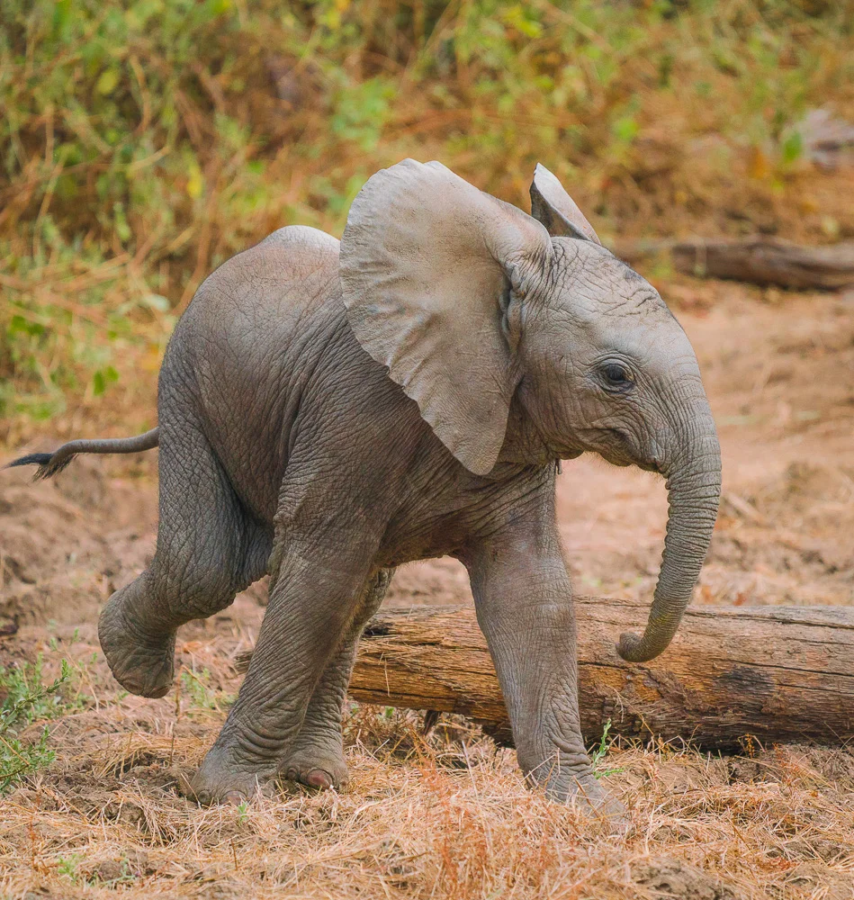 Elephant Calf-013.jpg