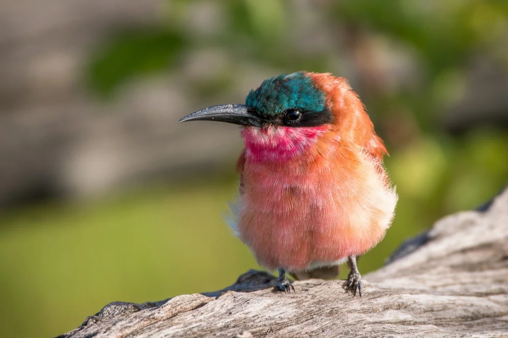 Carmine+Bee-eater-04.jpg
