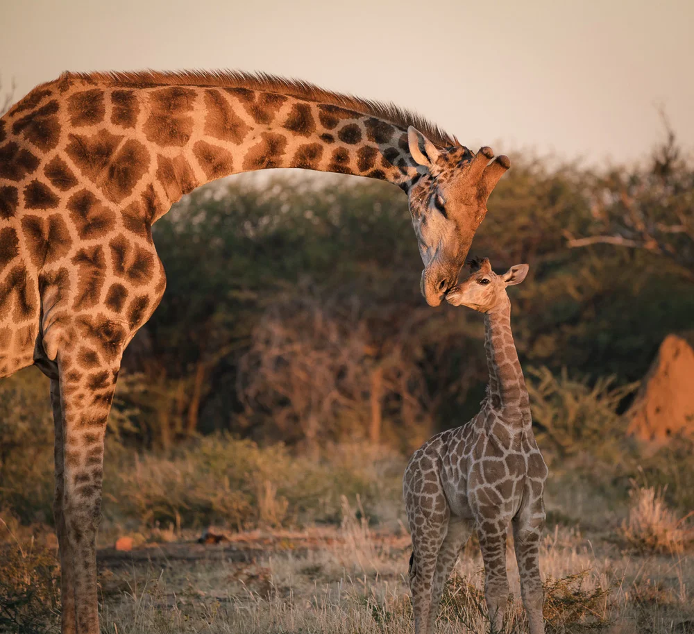Giraffe-021.jpg
