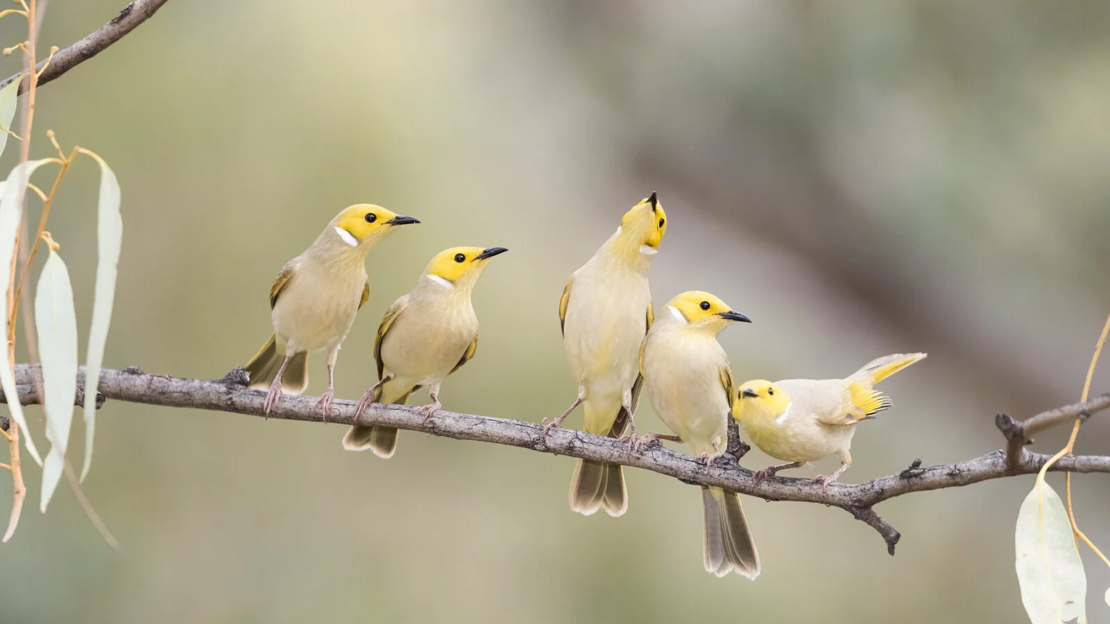 White-plumed Honeyeaters_David Stowe-2795.jpg