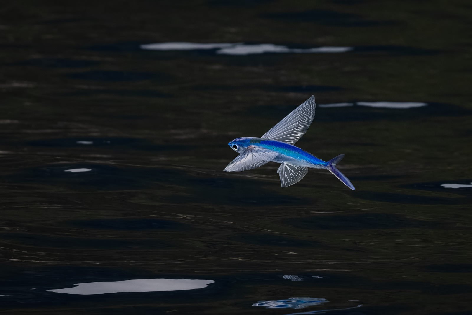 Lord Howe_Flying Fish-David Stowe_DR53443-CR3__DxO.jpg