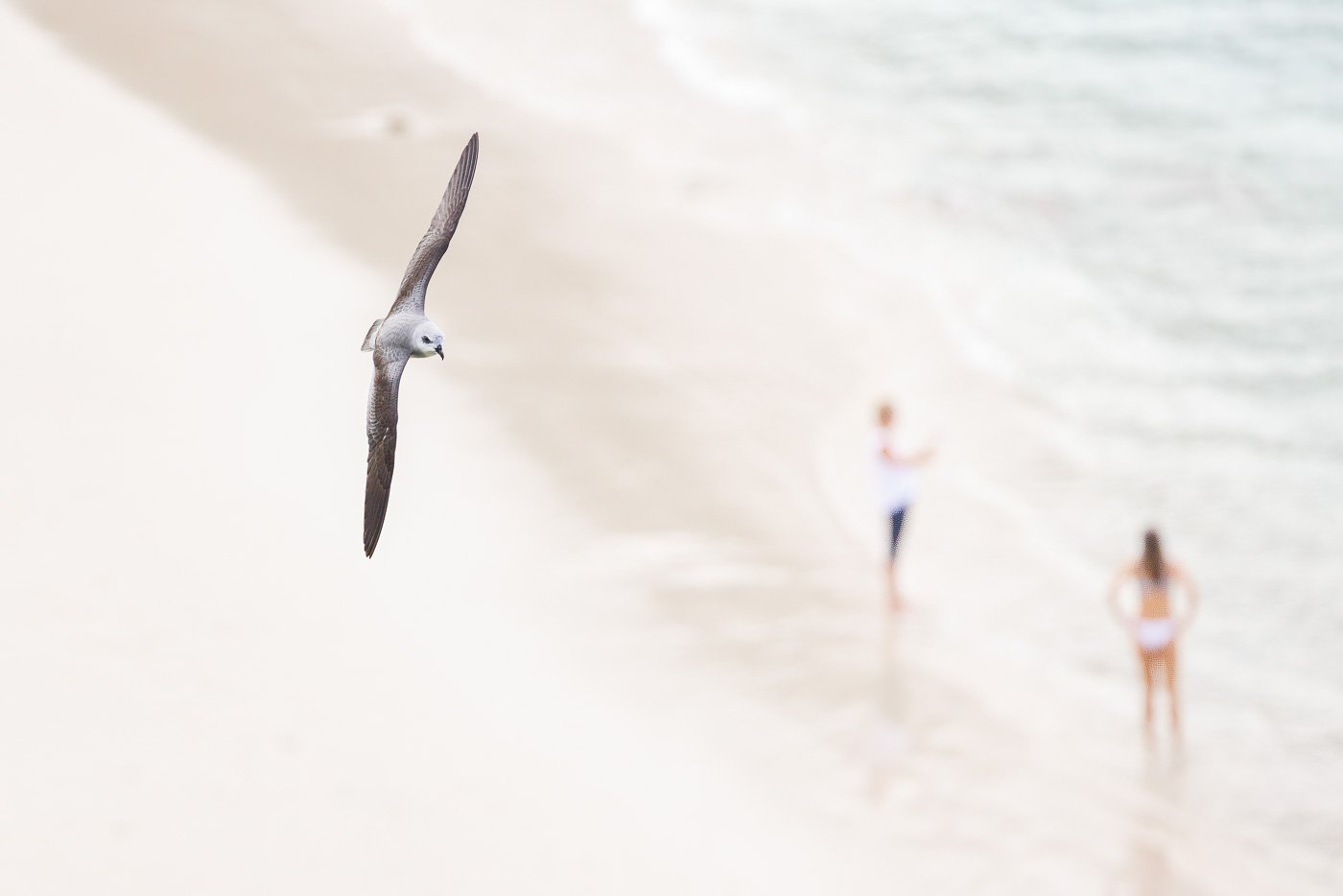 Black-winged Petrel_Lord Howe-Flock Wildlife-_DR54294.jpg