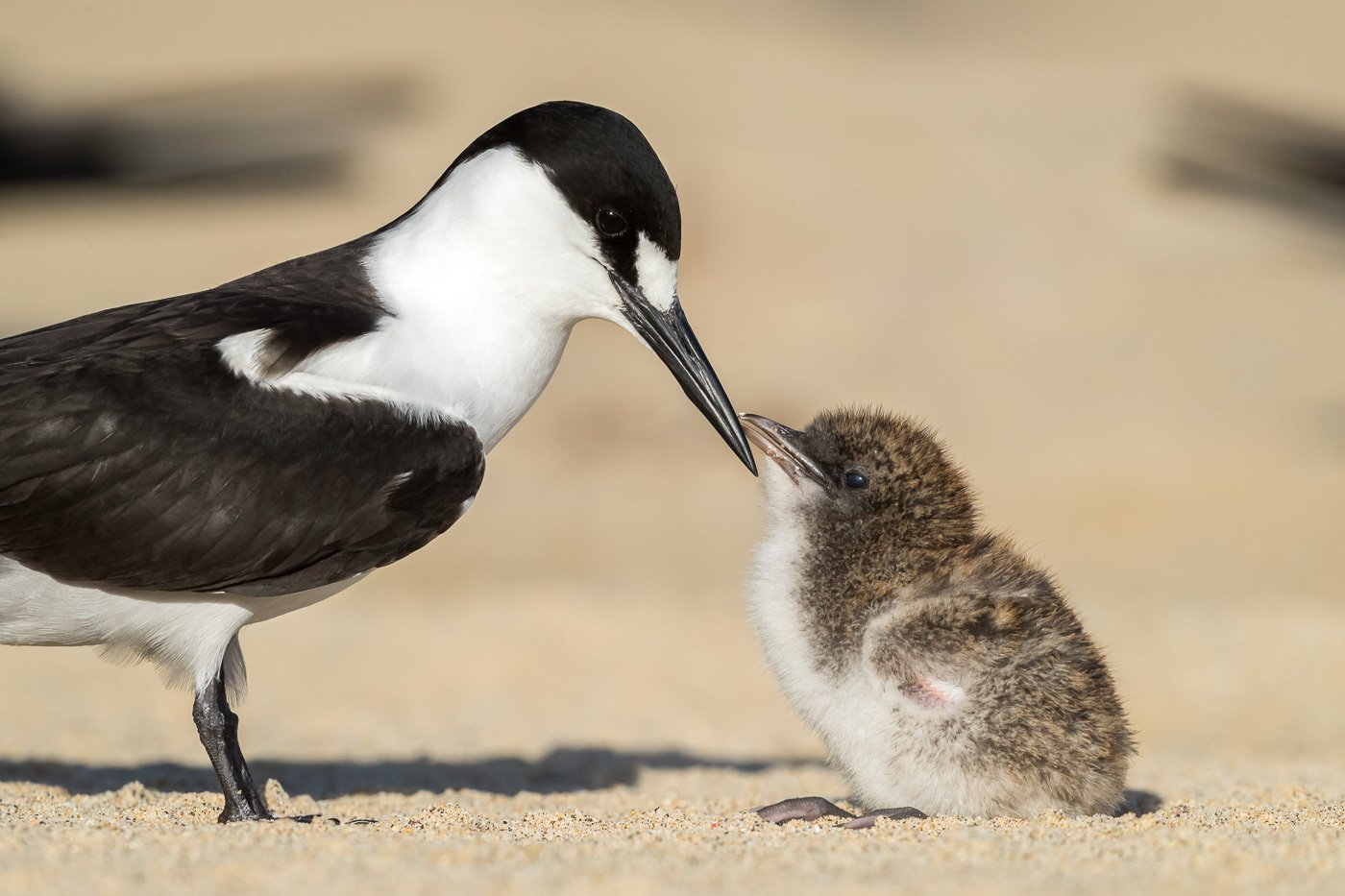 Sooty Tern & chick_Lord Howe-Flock Wildlife-DS1_3605.jpg