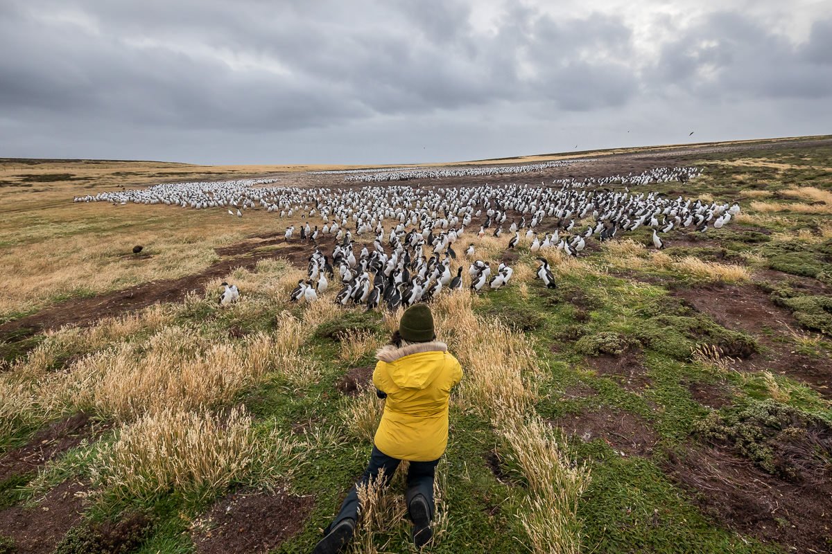 Bleaker Island_Flock Wildlife_Falklands_Bleaker-0854.jpg