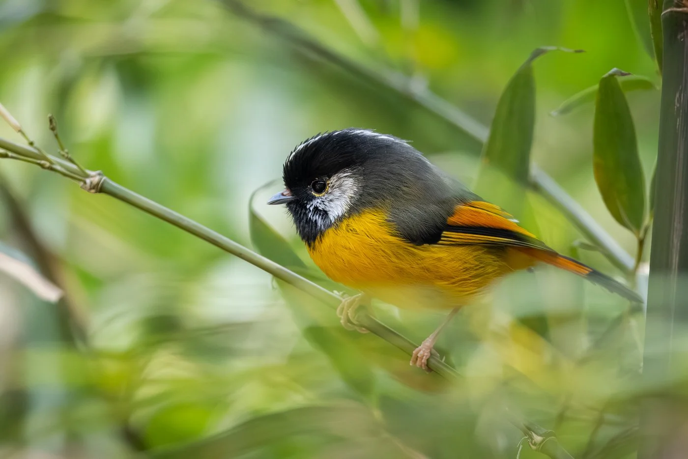 Golden-breasted Fulvetta_David Stowe__R5_7759-Enhanced-NR.jpg