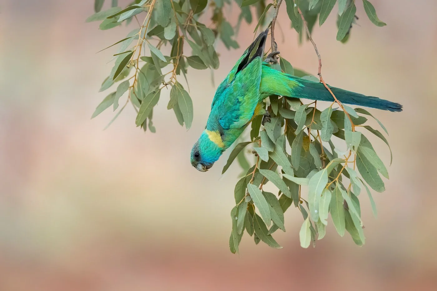 Australian Ringneck_David Stowe_DSP_2888-Edit.jpg