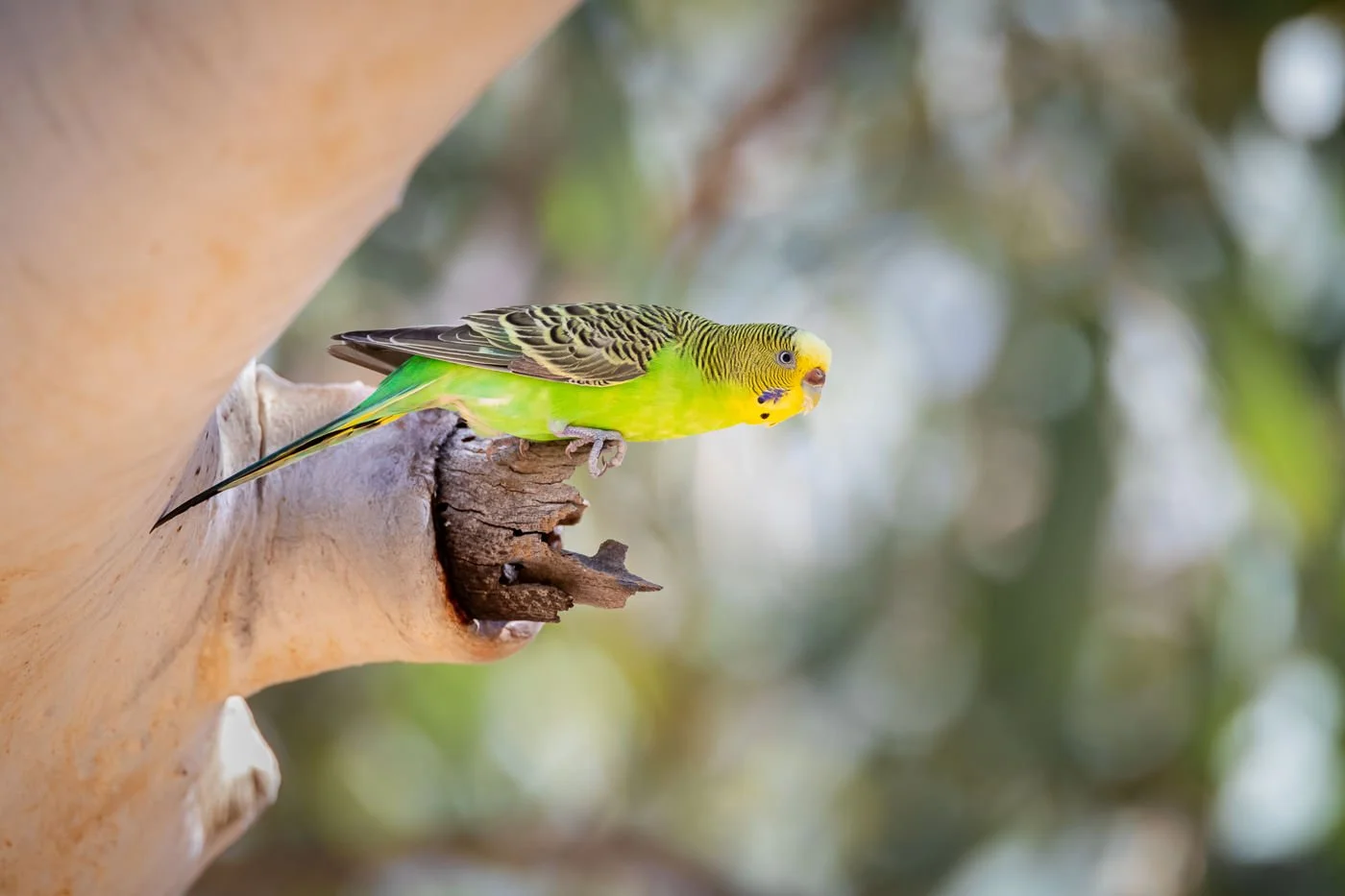 Budgie_David Stowe_DS1_2911.jpg