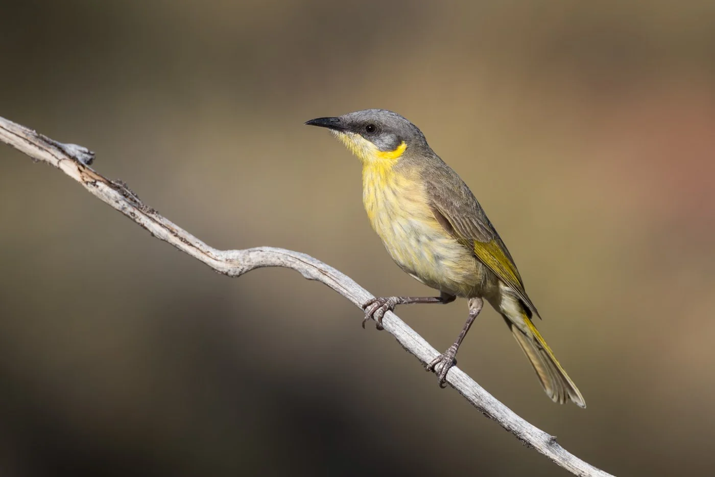 Grey-headed Honeyeater_David Stowe_DS1_6821.jpg