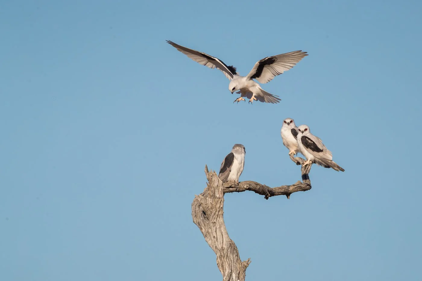 Letter-winged Kite_David Stowe_DS1_4938.jpg