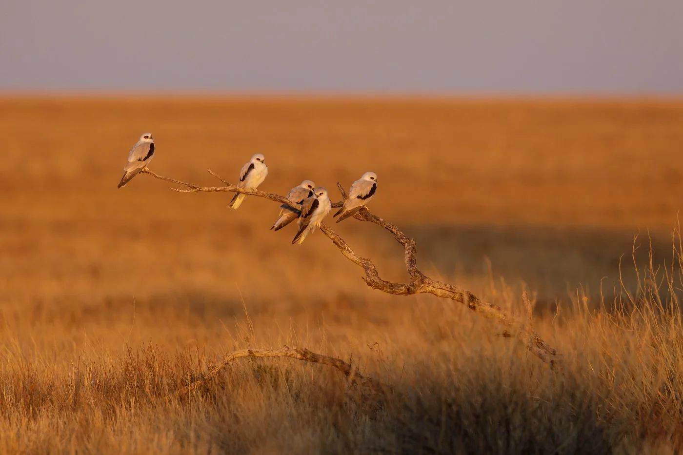 Letter-winged Kite_David Stowe_DS5_8827.jpg