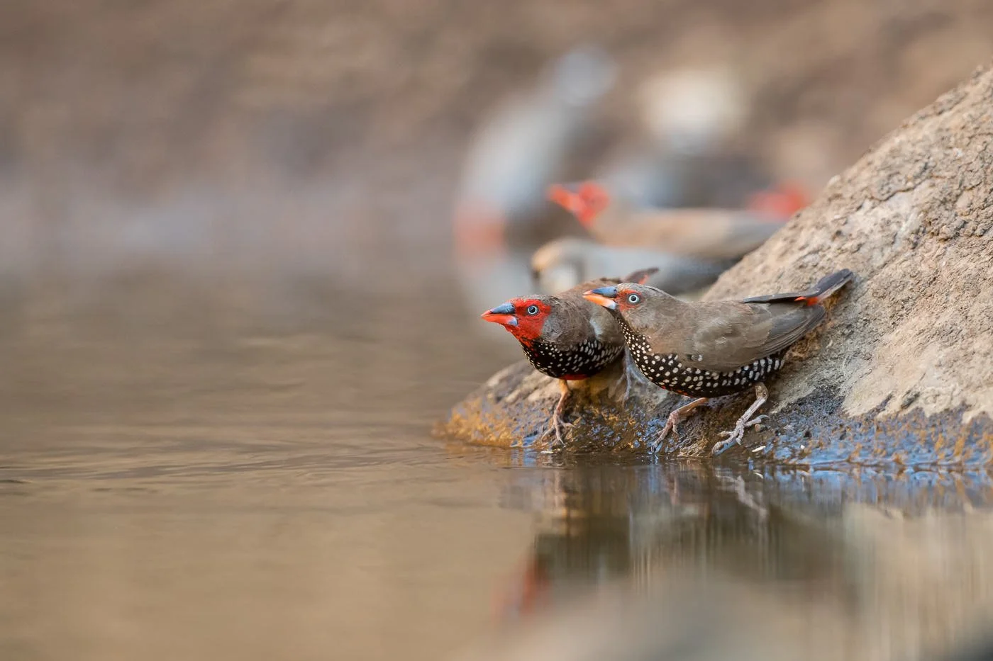Painted Finch_David Stowe_DSP_1588.jpg