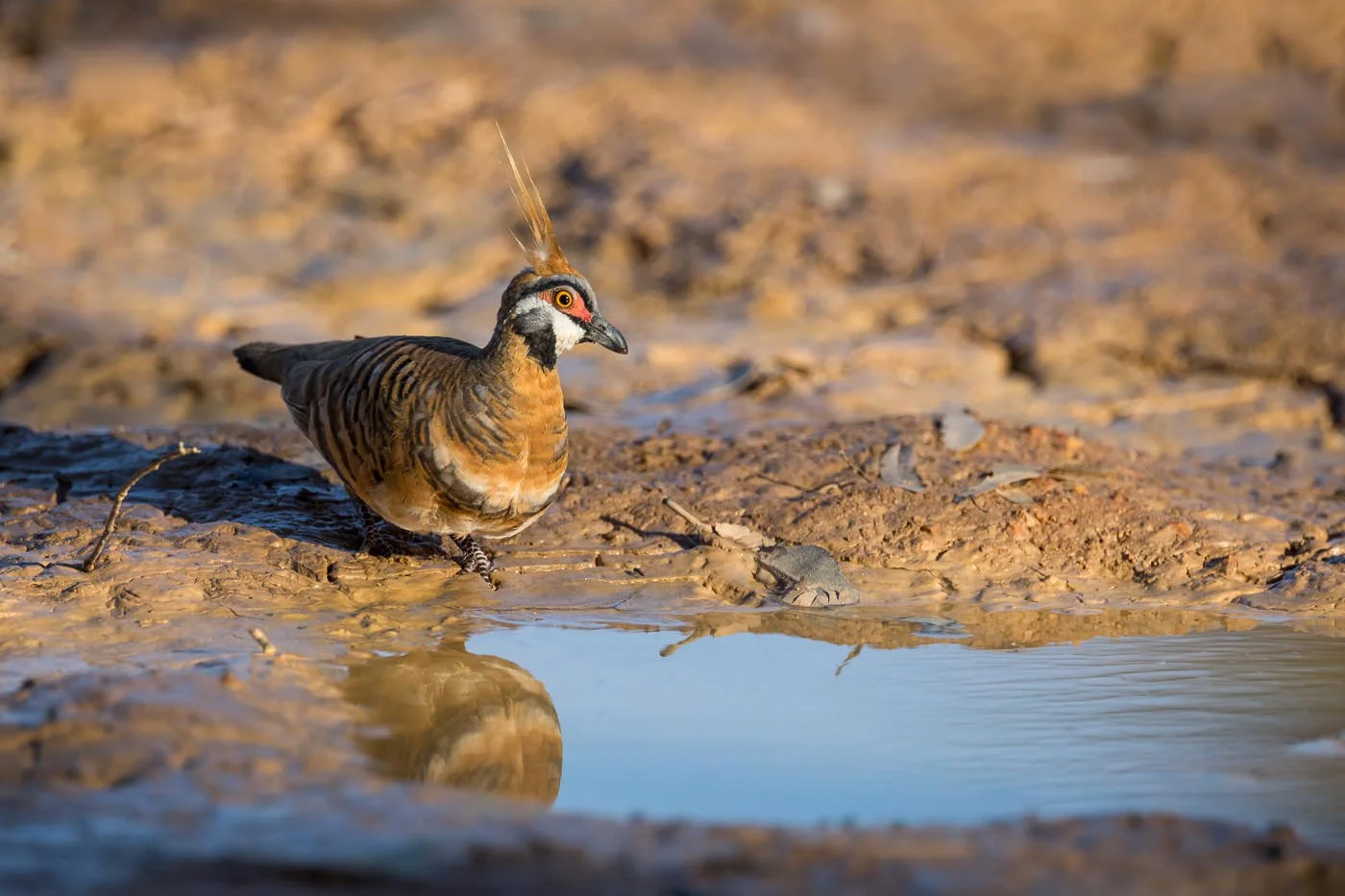 Spinifex Pigeon_David Stowe_DS5_1762.jpg